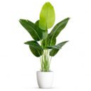 Bird of Paradise Artificial Plant – 4ft Tall Faux Banana Leaf Tree with 8 Leaves | Realistic Indoor Floor Plant for Home, Living Room, Office & Bedroom Decor | Without Pot